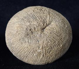 Cyclolites sp. (LAMARCK 1801) - Bild © FossNet FossilienStore